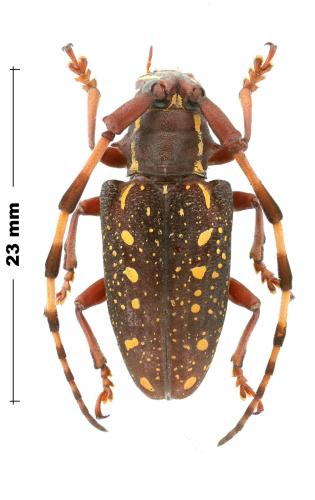 Peribasis helenor